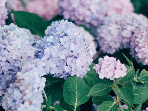 When To Trim Hydrangeas, Trimming Hydrangeas, Transplanting Hydrangeas, Cut Flower Food, Propagating Hydrangeas, Hydrangea Vase, Big Leaf Hydrangea, Types Of Hydrangeas, Hydrangea Varieties