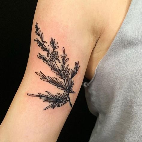 Kristen Hilton on Instagram: "Loving this juniper bush from Wednesday, so simple and sweet ☺️ . . . . #girlswhotattoo #inkinktat #fusionink #417tattoo #bishoprotary #tattooart #inklife #hivecups #tattooart #blackandgreytattoo #junipertattoo #sistertattoo #botanicaltattoo" Juniper Tattoo, Seaweed Tattoo, Juniper Bush, Fusion Ink, Botanical Tattoo, Sister Tattoos, Ink Ideas, September 28, Tattoo Inspo