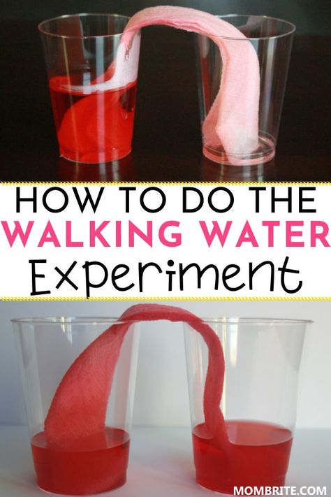 Walking Water Experiment, Stem Kids, Fun Science Experiments, Science Experiments Kids Easy, Capillary Action, Walking Water, Sainte Chapelle Paris, Water Experiments, Science Experiments For Kids