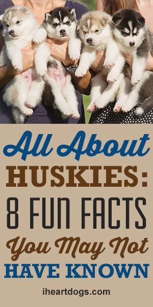 Husky Puppy Training, Husky Grooming, Schnauzer Standard, Husky Facts, Siberian Husky Facts, Husky Tattoo, Husky Drawing, Husky Funny, Miniature Schnauzer Puppies