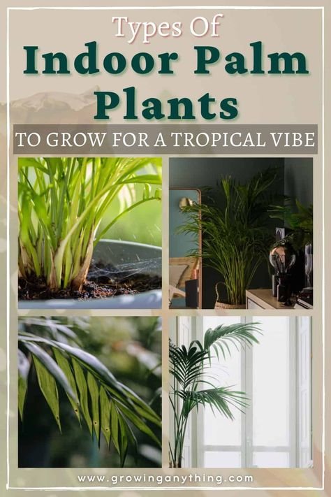 10 Difference Types of Indoor Palm Plants To Grow For A Tropical Vibe 2024 Types Of Palm Plants, Indoor Palm Plants, Livistona Chinensis, Tropical Indoor Plants, Indoor Palm, Palm House Plants, Palm Plants, Full Sun Flowers, Majesty Palm