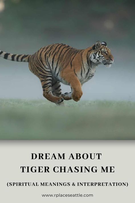 Dream About Tiger Chasing Me (Spiritual Meanings & Interpretation) Angry Tiger, Land Animals, National Animal, Dream Meanings, Apex Predator, Chasing Dreams, Black Tigers, Blue Tigers, Dream Interpretation