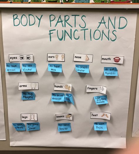 Anchor Chart for My Body theme Pre-K My Amazing Body Activities, My Body Lesson Plan, My Body Lesson Plans For Preschool, All About The Body Activities, Preschool My Body Theme, Taking Care Of Our Bodies Preschool, Body Theme Preschool, Body Theme Preschool Activities, Our Body Preschool Activities