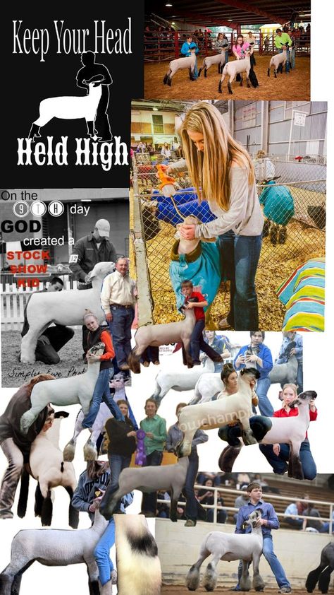 Show Lambs, Sheep Showing, Showing Livestock, Ffa, 4 H, Goats, Sheep, Hairstyles, Collage