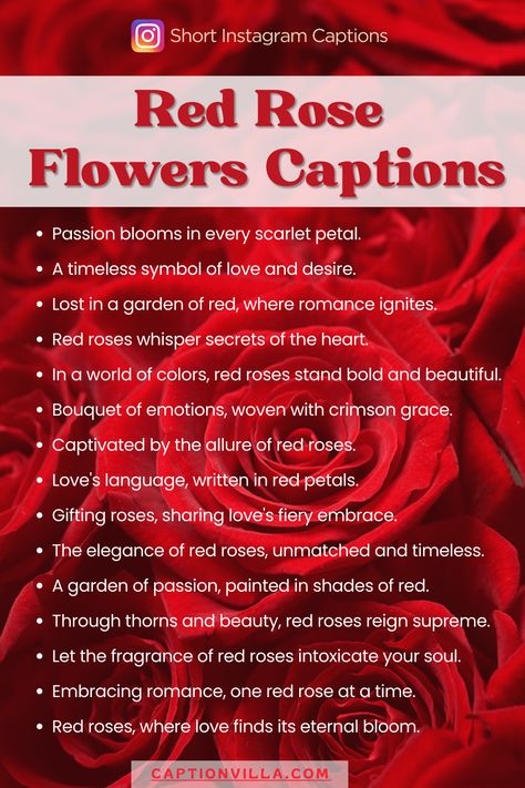 A mesmerizing red rose accompanied by a passionate Instagram caption. Red Captions, Rose Captions For Instagram, Rose Captions, Captions For Instagram 2023, Flower Captions, Flower Captions For Instagram, Roses For Her, Internet Jobs, Rosé Ig