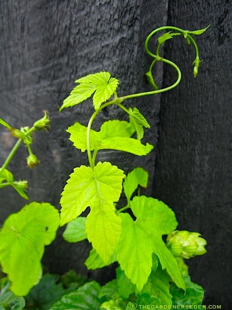 Humulus lupulus 'Aureus' - Vine Tendril - ⓒ Michaela at TGE Balcony Vines, Hops Vine, Humulus Lupulus, Deck Makeover, Daffodil Bulbs, Vegetable Garden Diy, Fragrant Plant, Backyard Diy, Garden Pictures