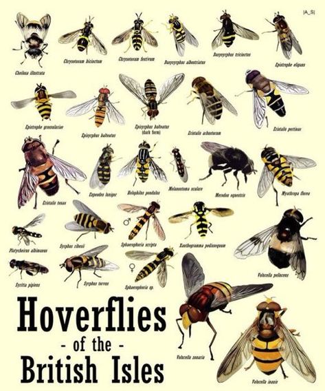 Little Green Space 🐝 on Twitter: "Did you know - hoverflies are important pollinators and there are over 280 species in the UK. Here are a few of them. Pic via @EcoRecording… https://t.co/tJ0dWUGuNF" Bug Identification, Fauna Illustration, Hoverfly, Garden Bugs, Interesting Animals, British Wildlife, Wildlife Gardening, Plant Identification, Medical Illustration