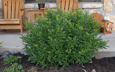 Gardenia Shrub, Gardenia Jasminoides, Azalea Bush, Landscape Gardening, Buy Plants Online, Foundation Planting, Front Landscaping, Indoor Herb Garden, Buy Plants