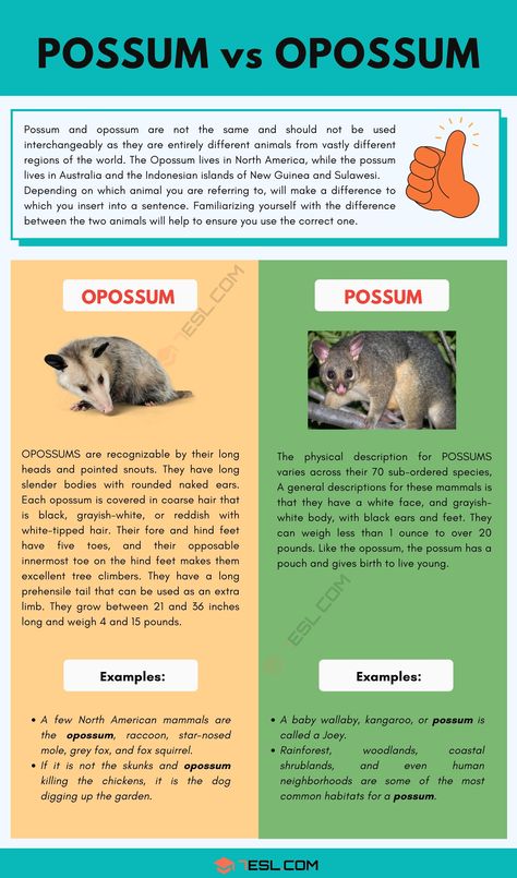 Opossum Preschool Activities, Possum Vs Opossum, Possum Party, Possum Facts, Opossum Facts, Baby Opossum, Vet Tech Student, Animal Lessons, Sentence Examples