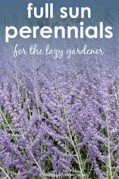 16 Full Sun Perennials: Low Maintenance Plants That Thrive In Sun Full Sun Perennials Low Maintenance, Low Maintenance Perennials, Perennials Low Maintenance, Full Sun Garden, Full Sun Shrubs, Shasta Daisies, Full Sun Perennials, Easy Plants To Grow, Garden Border