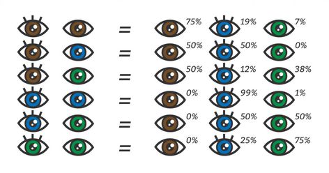 How to Predict Eye Color (And When Do Babies Eyes Change Color) baby post by Mama Natural Baby Eye Color Chart, Newborn Eye Color, Eye Color Chart, Trendy Eyeshadow, Eyes Color, Eye Logo, Baby Eyes, Baby Faces, Eye Painting