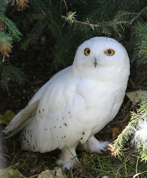 Animal Dictionary, Arctic Owl, Barn Owl Pictures, Owl Wings, Winter Owl, Life Drawing Reference, Cute Owls, Owl Artwork, Snow Owl