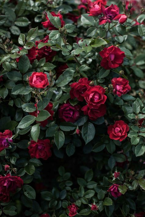 Dark Rose Garden Aesthetic, Rose Photography Aesthetic, Dark Flower Garden, Foliage Reference, Bush Of Flowers, Roses Bush, Rose Garden Art, Red Rose Garden, Red Roses Garden