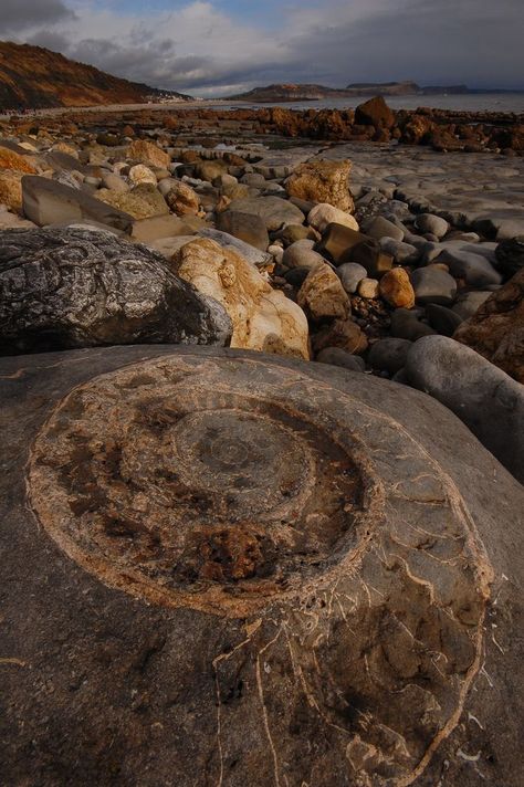 Giant Ammonite Rocks And Fossils, Lyme Regis, Geology Rocks, Jurassic Coast, Dinosaur Fossils, Prehistoric Creatures, Chemical Reactions, Rock Formations, Stone Rocks