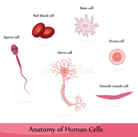 Human cells. Anatomy of muscle, sperm, ovum, nerve, blood and bone cells , #Aff, #Anatomy, #muscle, #Human, #cells, #sperm #ad Cell Infographic, Bone Diagram, Bone Cells, Sperm Cell, Egg Cell, Cell Diagram, Human Cells, Medical Student Study, Online Consultation