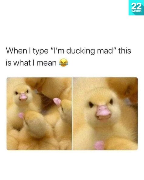 Ducks, Memes, Funny, Animals, Instagram