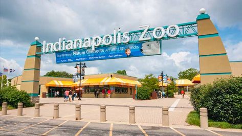 Indianapolis Restaurants, Green Mamba, Indianapolis Zoo, The Black Mamba, Zoo Park, Brown Bears, Red Pandas, Event Website, Indiana State