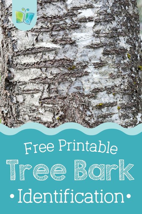 Learn how to identify various species of tree bark with our free tree bark poster and matching game! Find this and more nature activities for kids on The Good and the Beautiful Blog. Tree Bark Printable, Forestry Activities For Kids, Tree Identification Chart For Kids, Bark Identification, Tree Identification Chart, Tree Bark Identification, How To Identify Trees, Unschooling Ideas, Identify Trees