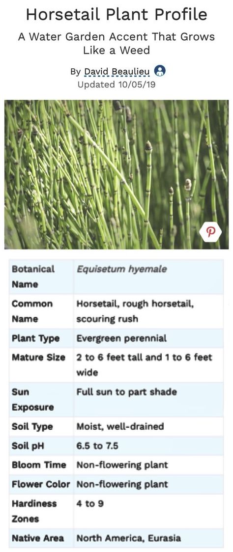 Horsetail Benefits, Rush Plant, Horsetail Plant, Horsetail Reed, Landscape Plants, Plant Guide, Garden Accents, Urban Farming, Landscaping Plants