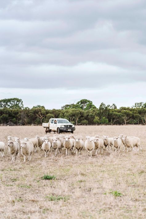 Farmers Aesthetic, Farm Australia, Farming Lifestyle, Farming Landscape, Farmer Life, Rural Photography, Australian Farm, Family Homestead, Big Farm