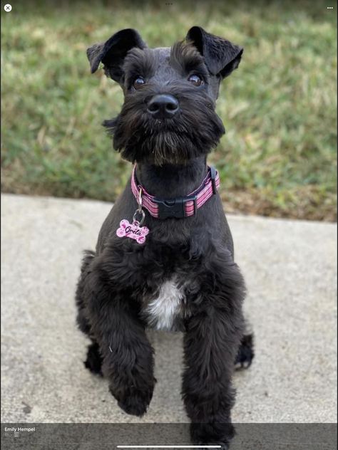 Black Schnauzer Haircut, Mini Schnauzer Haircut Ideas, Mini Schnauzer Grooming Haircuts Short, Snauzer Haircut Styles, Mini Snauzers Haircuts, Black Mini Schnauzer Puppy, Mini Schnauzer Haircut, Mini Schnauzer Grooming Haircuts, Black Mini Schnauzer