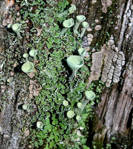 LICHEN Types Of Fungi, Lichen Moss, Slime Mould, Mushroom Fungi, Garden Terrarium, Terrarium Plants, Growing Herbs, Tree Bark, Natural Forms