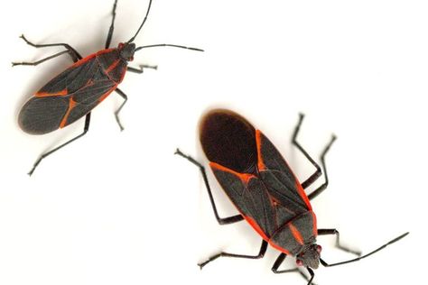 Boxelder Bugs Boxelder Bugs, Box Elder Bugs, Bug Identification, Bug Type, Types Of Bugs, Stink Bugs, Box Elder, Bug Control, Bug Bites