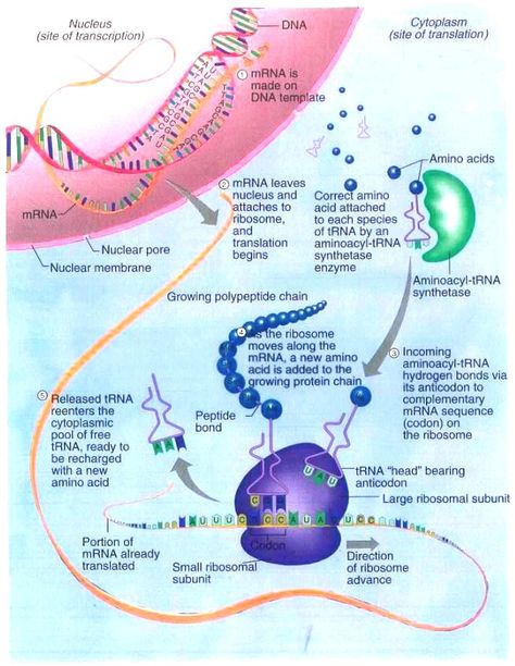 Protein Synthesis Poster, Protein Synthesis Notes, Protein Synthesis Diagram, Dna Transcription And Translation, Dna Transcription, College Biology, Biology Teaching, Anaerobic Respiration, Nuclear Membrane