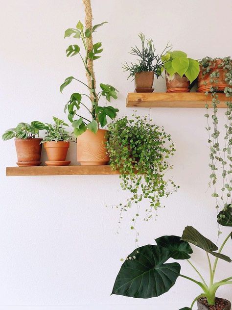 plant shelf ideas Indoor Plant Shelf, Plantas Interior, Indoor Plant Shelves, Shelving Ideas, Planting Plan, Plant Shelf, House Plants Decor, Plant Shelves, Wall Installation