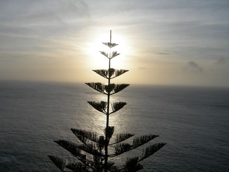 Norfolk Island pine tree Norfolk Pine Tree Tattoo, Norfolk Island Pine, Pine Tattoo, Sunset Tattoo, Sunset Tattoos, Norfolk Island, Pine Tree Tattoo, Norfolk Pine, Australian Beach