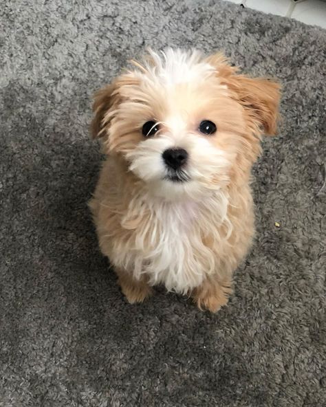 Acorn the Maltipoo on Instagram: “Treat, please? 🐾 What are your babies favorite treats? . . . . . . . . . . #puppy #maltipoo #maltese #poodle #dogsofpennsylvania #dog…” Moodle Maltese Poodle, Maltipoo Adult, Malti Poo, Maltipoo Dog, Maltese Poodle, Maltipoo Puppy, Teddy Dog, Crazy Dog Lady, Dream Dog