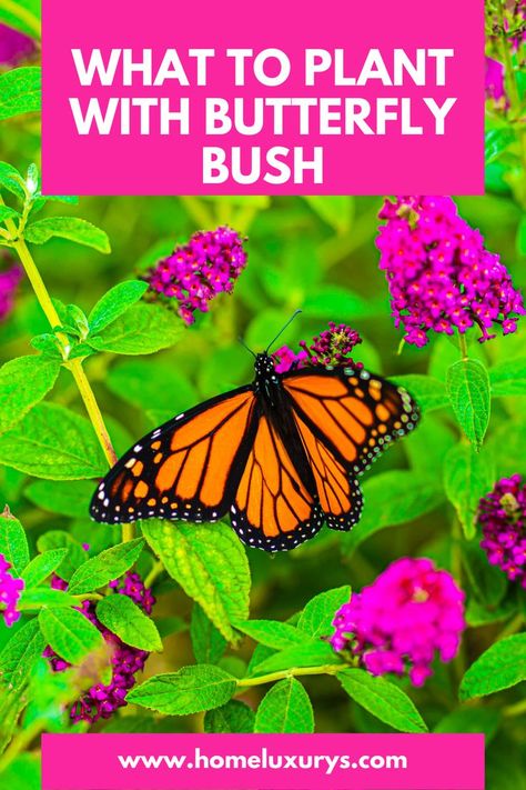 Butterfly Bushes, Grow Butterflies, Best Companion Plants, Flowers To Go, Bush Garden, Bush Plant, Companion Plants, Cover Templates, Butterfly Bush