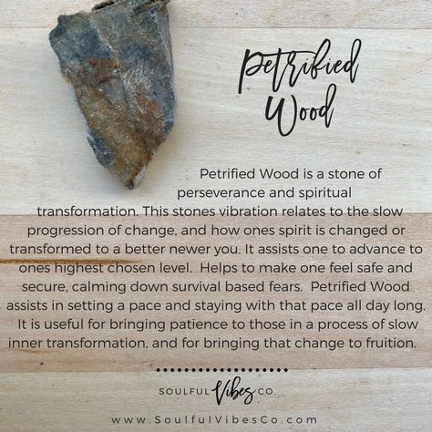 Seeking emotional balance and grounding? Petrified Wood is a stone that is incredible for grounding and stabilizing one's emotions and calming fears. - It helps one be practical, stay focused, and helps one to set a pace for themselves. Think of how this stone would benefit you at work, or in school, or venturing into something new. If you are overwhelmed, nervous or afraid, the properties that aide in keeping you grounded can help stabilize your emotions. Petrified Wood Meaning, Witch Stones, Crystal Magick, Body Chakras, Spiritual Shop, Crystal Seashells, Force Field, Rock Hunting, Witch Stuff