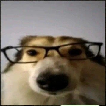 Glasses Meme, Dog With Glasses, Very Cute Puppies, Internet Art, Funny Glasses, Goofy Pictures, Funny Phone Wallpaper, Silly Dogs, Silly Animals