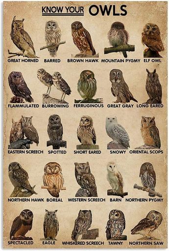 PRICES MAY VARY. Title: Know Your Owls Metal Tin Signs Owl Type Knowledge Metal Poster Plaque Club School Office Wall Decoration Vintage Home Hanging Decor 12x16Inches. Product Type: Categories > Wall Art > Posters & Prints Owl Species, Office Wall Decoration, Owl Canvas, Special Gifts For Mom, Owl Pictures, Decoration Vintage, Vintage Tin Signs, Decoration Inspiration, Arte Animal