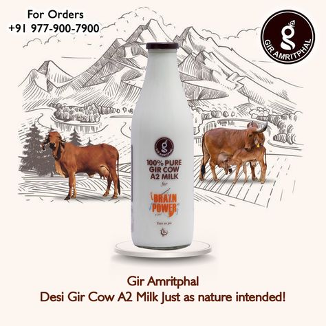 #GirAmritphal Desi Gir Cow A2 Milk Just as nature intended! For Orders: +91 97790-07900 #GirAmritphalFarm #nutritious #GirCow #A2milk #a2milkindia #StayFit #food #indianfood #foodie #healthyfood #healthy #staysafe #milk #gircow #organic #desicow #cowmilk #gircowmilk #milkindia #dairy #gir #desicowmilk #cow #milkman #desicows #healthyfood #puremilk #farmfresh #healthylifestyle #premiummilk #milkottlemilk #dairyfarm #auntjeansdairy #desicowsforabetterindia Gir Cow, A2 Milk, Milk Man, Dairy Farms, Milk Cow, Farm Fresh, Indian Food Recipes, Rosé Wine Bottle, Desi