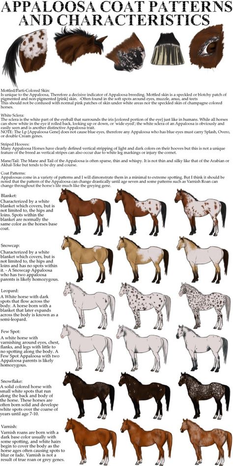 Horse Color Chart, Horse Markings, Horse Coat Colors, Horse Facts, Horse Info, Horse Anatomy, Horse Coloring Pages, Types Of Horses, Appaloosa Horses