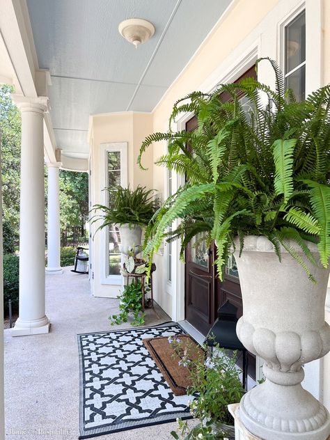 More than 25 plant ideas for containers for the front porch, covered patio, or screened-in patio that love the shaded porch life! Front Porch Plants, Southern Porches, Cast Iron Plant, Porch Life, Porch Plants, Porch Planters, Creeping Jenny, Boxwood Topiary, Potato Vines