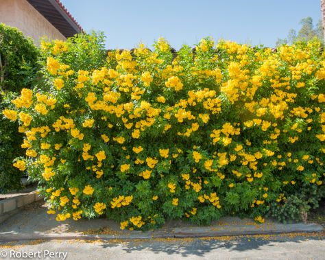 Yellow bells + cv - Inland Valley Garden Planner Yellow Perennials, Butterfly Garden Plants, Bush Plant, Waterwise Garden, Garden Planner, Raised Planter, Tree Seeds, Water Wise, Starter Plants