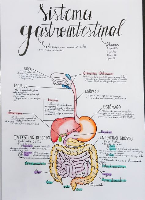 #sistemagastrointestinal #sistemadigestório #sistemadigestivo #tubogástrico #tubodigestivo #estudos #mapamental #anatomia #fisiologia #enfermagem Biology Diagrams, Medicine Notes, Sistem Pencernaan, Nurse Study Notes, Med School Motivation, Biology Facts, Medical Student Study, Study Flashcards, Biology Lessons