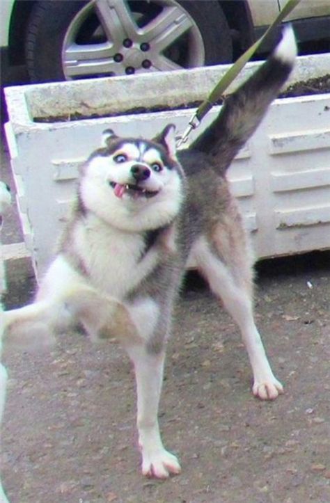 18 Ways of Telling You How to Avoid The Siberian Husky and Horrendous Life Mini Husky, Caine Husky, Cele Mai Drăguțe Animale, Husky Funny, Cute Husky, A Husky, Husky Mix, Funny Dog Pictures, Labrador Puppy