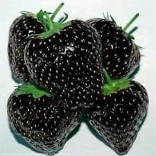 Black Strawberries, Black Strawberry, Strawberry Seed, Black Garden, Fruit Seeds, Unusual Plants, Strawberry Fruit, Bonsai Plants, Rare Flowers