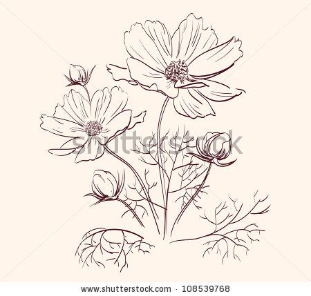 Beautiful Flowers Drawing, Flower Sketch Pencil, Wildflower Drawing, Flowers Border, Border Vector, Beautiful Flower Drawings, Flowers Drawing, Cosmos Flowers, Drawing Vector