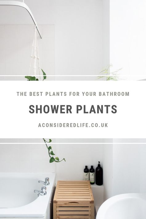 Shower Plants: 5 Plants That Thrive In Your Bathroom Plants In The Shower, Shower Plants, Transitional Style Decor, Living Space Decor, Household Plants, Bathroom Plants, Interior Plants, Apartment Life, House Plants Indoor