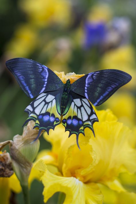 Kaiser I Hind Butterfly, Cool Butterflies, Butterflies Species, Moth Taxidermy, Butterflies Real, Rare Butterflies, Cleaning White Sheets, White Bedsheets, Unique Butterflies