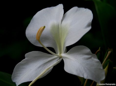 Hedychium Coronarium Tattoo, Hedychium Coronarium, Garland Flower, Ginger Lily, Botanical Photography, Ginger Flower, Rose Crafts, Plant Medicine, Lily White