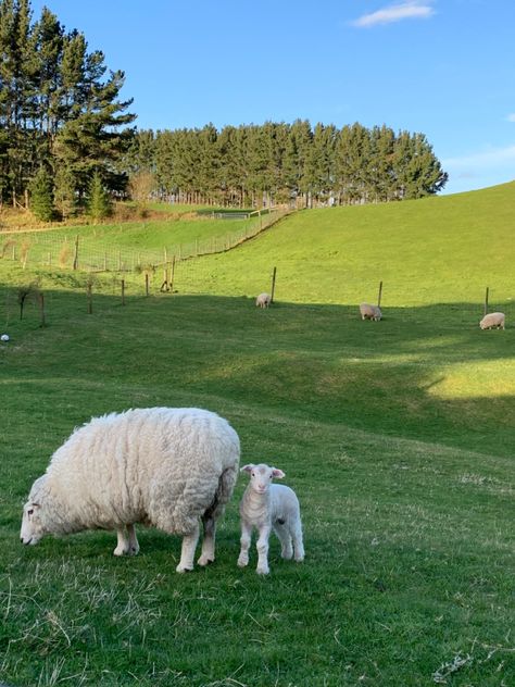 #lamb #sheep #baby #spring #farm Sheep On Farm, Irish Farm Aesthetic, Sheep Farm Aesthetic, Sheep Homestead, Farming Sheep, Sheep Aesthetic, Homesteading Aesthetic, Sheep Pasture, Sheep Shelter