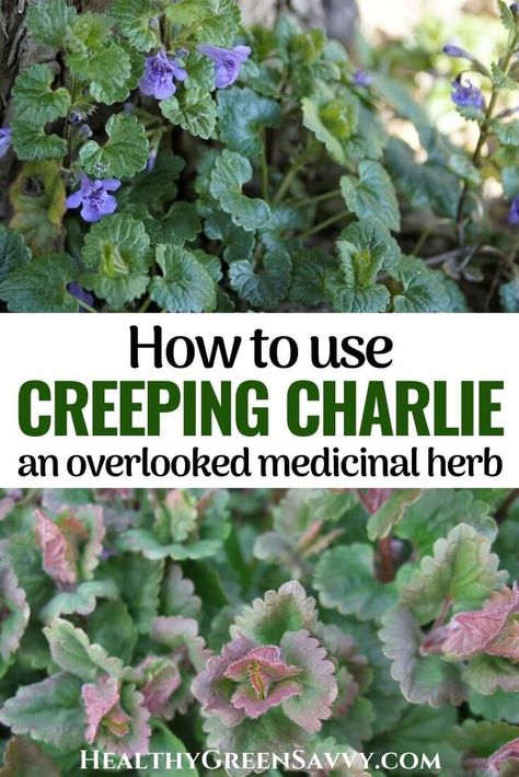 Medicinal Flowers, Creeping Charlie, Ground Ivy, Medicinal Wild Plants, Medicinal Weeds, Wild Foraging, Wild Food Foraging, Medicinal Herbs Garden, Edible Wild Plants