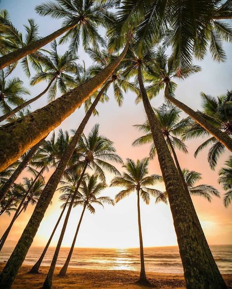 Coconut Bowls™ on Instagram: “✨ Find us under the palms ✨🌴 ​We are so grateful for the magnificent Coconut Tree + all it provides 🥥 ​ These amazing plants provide an…” Palm Tree Photography, Happy Tuesday Everyone, Palm Cove, Scary Wallpaper, Beach Sunrise, Beach Cottage Decor, White Beach, Sunrise Beach, Tree Wallpaper