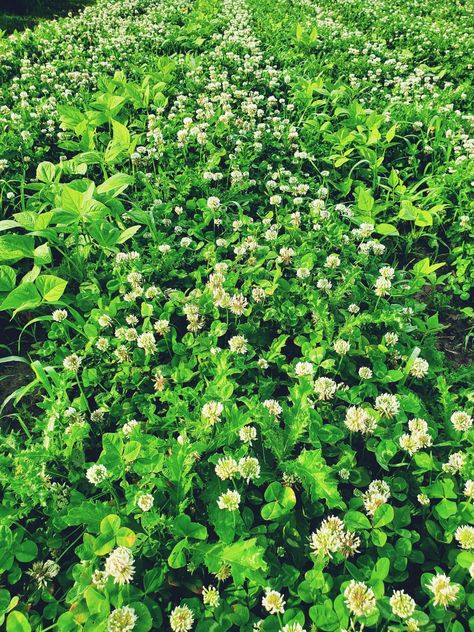 How To Use Clover In the Garden | The Ealy Homestead Big White Flowers, Clover Seed, Spring Crops, Lawn Alternatives, Fall Crop, Rabbit Garden, Market Garden, Walking Barefoot, Grass Seed